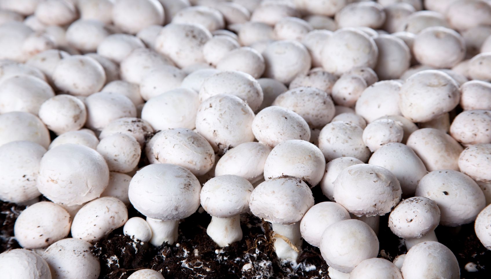 Mushroom-growing cellars heated by lpg